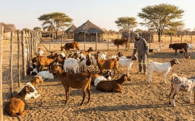 Goat Production Simplified
