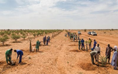 The Great Green Wall is an African-led movement with an epic ambition to grow an 8,000km natural wonder of the world across the entire width of Africa.